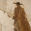 Beige and Cream Hand-Painted Oil Painting, White Horse and Brown-Clad Rider #1YZD0V5I