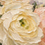 Cream Hand-Painted Oil Painting, Close-Up Peach and Ivory Flowers #22T3QUTE