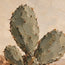 Sand Rust Hand-Painted Cactus Painting, Open Desert View #URZL2TCE